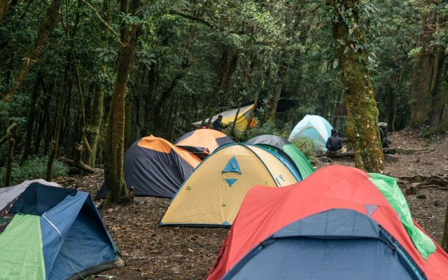 Forest campsite with colourful tents
